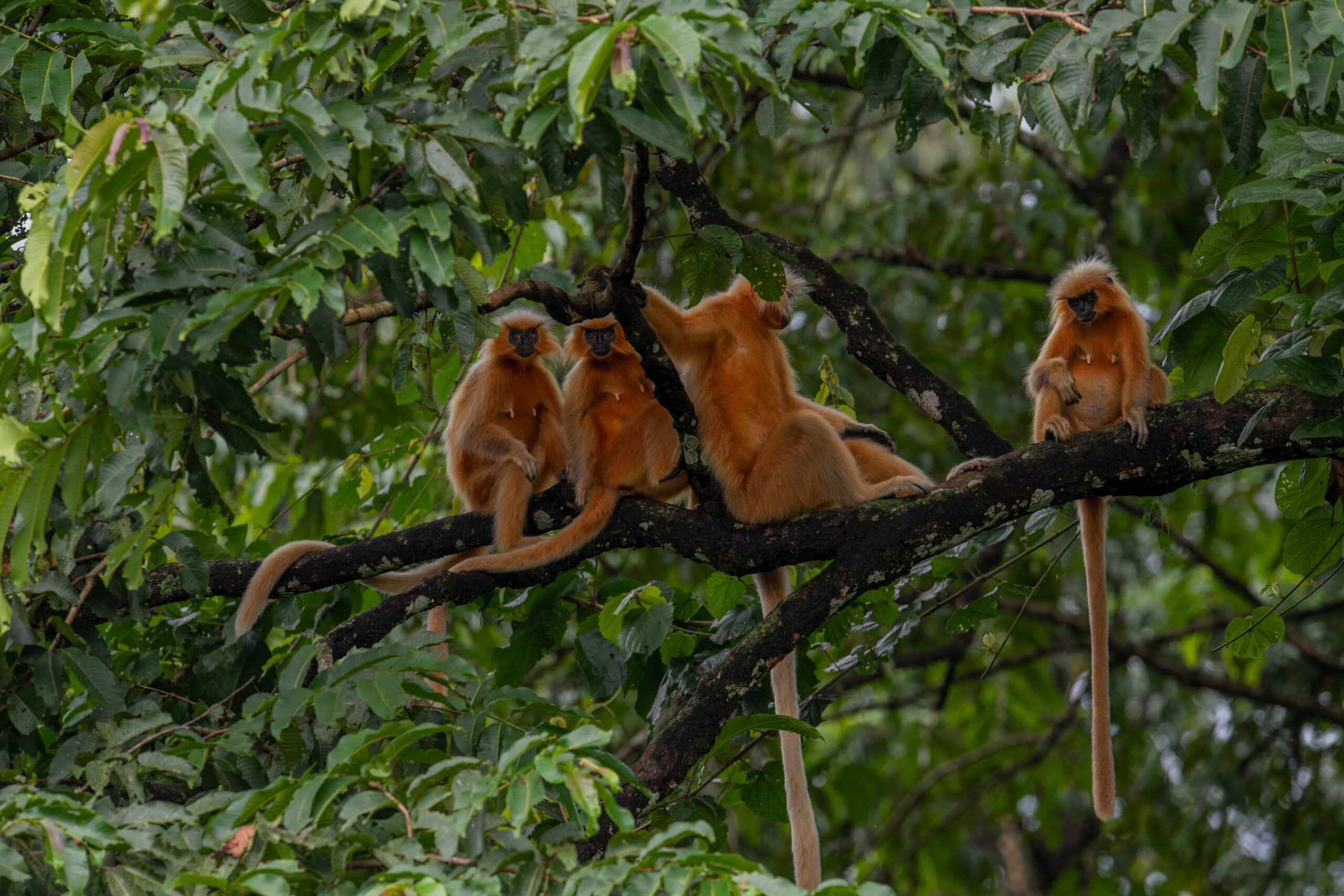 Home golden langur