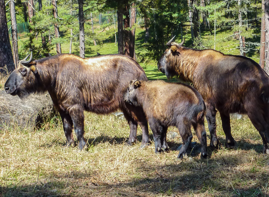 Home motithang preserve in thimphu